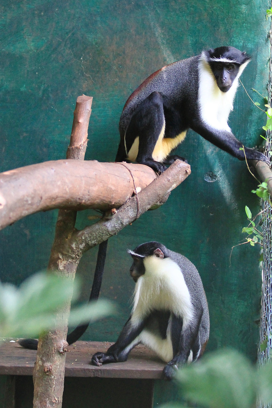 Roloway monkey